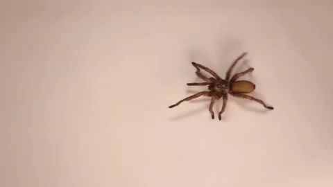 Tarantula walks, spider on white background. Female wild tarantula isolated. Bug Stock Footage 205516325