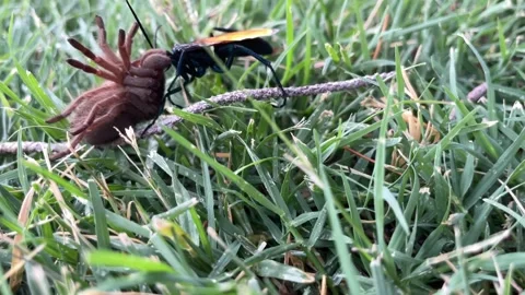 Tarantula Wasp dragging a tarantula 動画素材 284772912