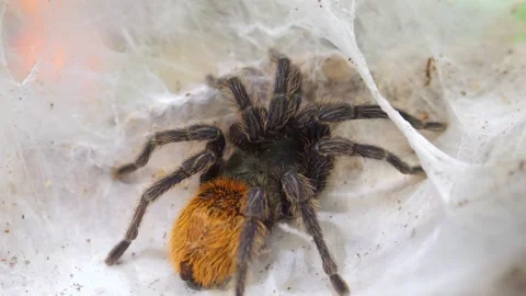 Tarantula on web, orange abdomen, dark legs Stock Footage 346384110