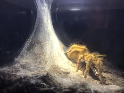 Tarantula web Stockfoto's