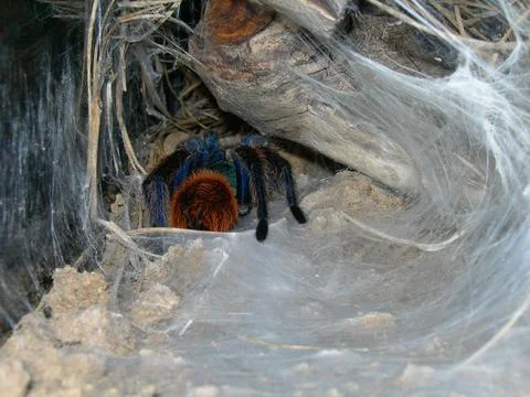 Tarantula in a web Foto stock
