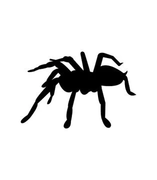Tarantula on white Stock Illustration