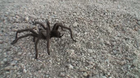 Tarantulas in Joshua Tree Video stock 8997382