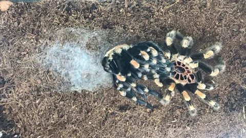 Tarantula's Time-lapsed Transformation, Glendale, California, USA - 12 Apr 2019 Stock Footage 205221792