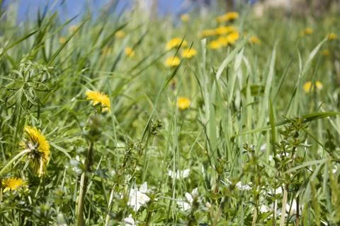 Tarassaco1 Stock Photos