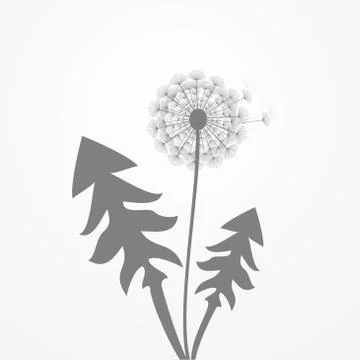 Taraxacum Stock Illustration