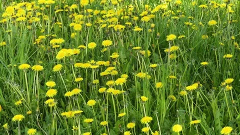 Taraxacum is a large genus of flowering plants in the family Asteraceae, whic Stock Footage 155687183