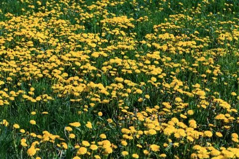 Taraxacum Stock Photos