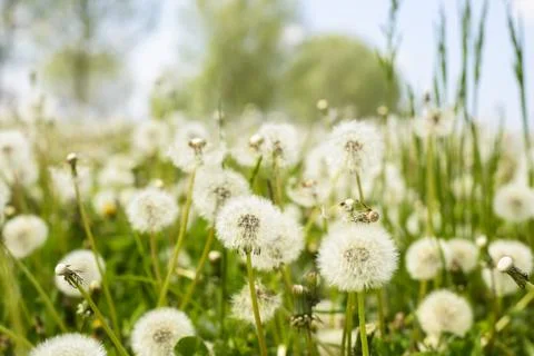 Taraxacum Fotos Stock