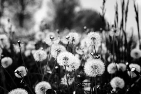 Taraxacum Stock Photos