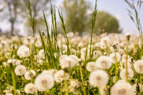 Taraxacum Stock Photos