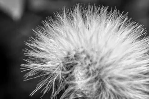 Taraxacum Stock Photos