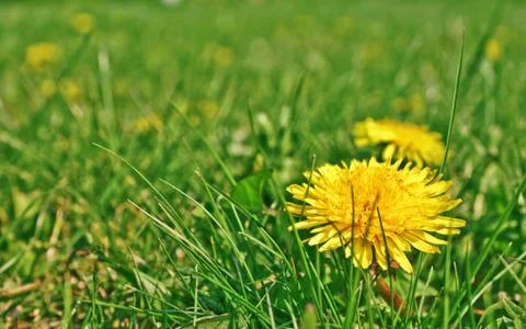 Taraxacum Stock Photos