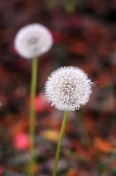 Taraxacum in red background Stock Photos