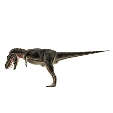 Tarbosaurus Stock Illustration