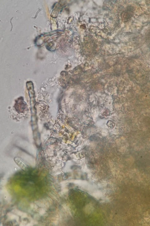 Tardigrada specimen at 50× magnification Stockbeeldmateriaal 333495706