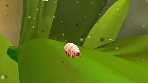 Tardigrade 3D animation Stock Footage 310445126