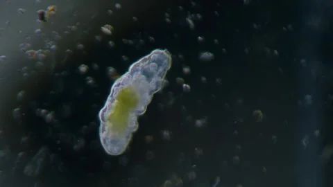 Tardigrade bright field Video stock 291949122