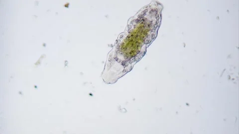 Tardigrade bright field Video stock 291955846