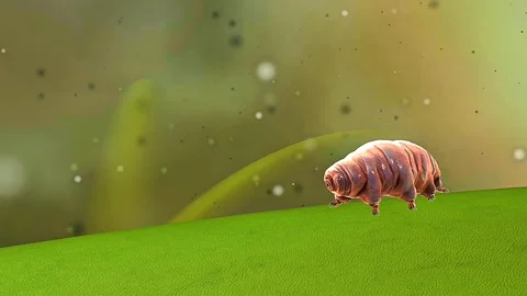 Tardigrade Stock Footage 310445998