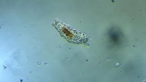 Tardigrade microorganism viewed under microscope Stock Photos