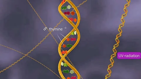 Tardigrade repairing DNA Damage Stock Footage 310445931