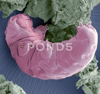 Tardigrade, sem Stock Photos