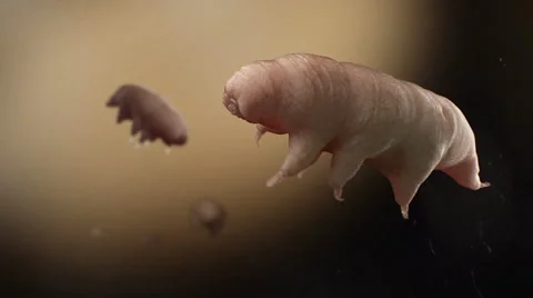 Tardigrade in Space over Mars.Warm colored Stock Footage