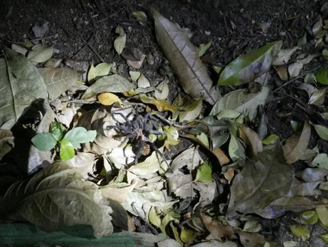 Tarentula Stock Photos