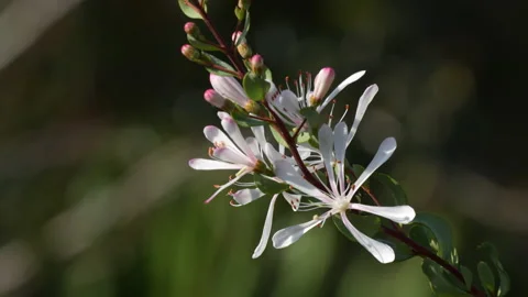 TARFLOWER CLOSE UP Video stock 228710004