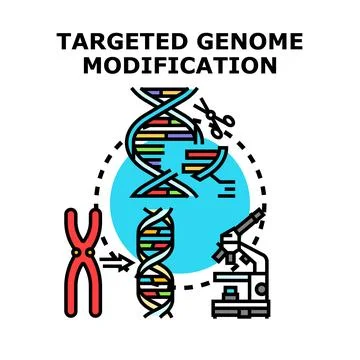 Targeted genome modification concept for genetic engineering research Stock Illustration