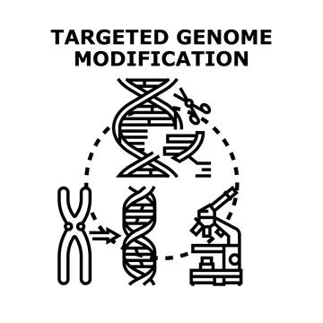 Targeted genome modification concept for genetic engineering research 스톡 일러스트