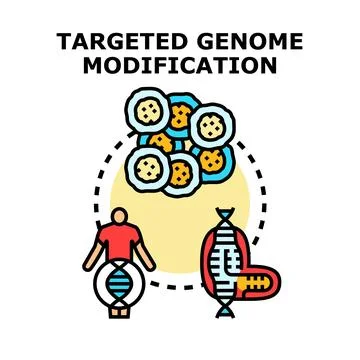 Targeted genome modification concept for genetic engineering Stock Illustration