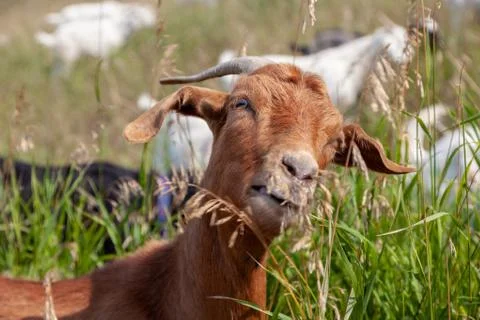 Targeted Grazing Using Goats for Control Weeds Foto stock