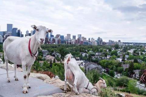 Targeted Grazing Using Goats for Control Weeds in Calgary Stock Photos