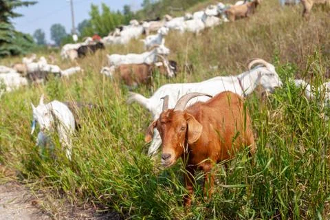 Targeted Grazing Using Goats for Control Weeds Stock-Fotos