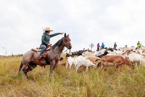 Targeted Grazing Using Goats for Control Weeds Stock Photos