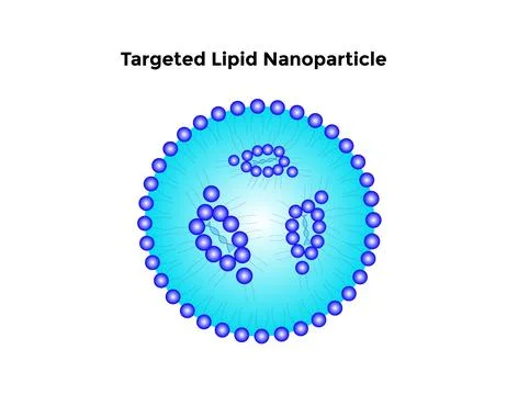 Targeted Lipid Nanoparticle Science Design Vector Design Illustration Stock Illustration