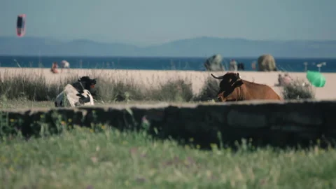 Tarifa-Beach-Cows-Surf Stock Footage 295120774
