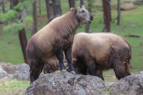 The Tarkin Stock Photos