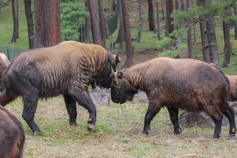 The Tarkin Stock Photos