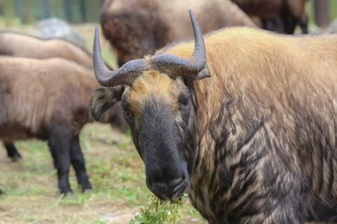 The Tarkin Stock Photos