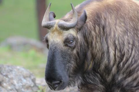 The Tarkin Stock Photos