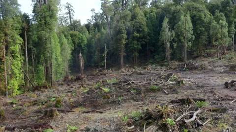 Tarkine logging Tasmania Drone Stock Footage 346109916