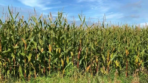 Tarleton, UK; 2024 October 04: Ripening Maize field with blue sky Stock Footage 286867611