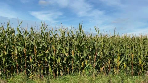 Tarleton, UK; 2024 October 04: Ripening Maize field with blue sky Stock Footage 286867618
