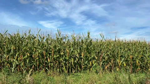 Tarleton, UK; 2024 October 04: Ripening Maize field with blue sky Stock Footage 286867619