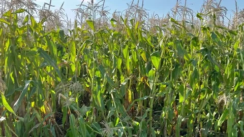 Tarleton, UK; 2024 October 05: Ripening Maize field with blue sky Stock Footage 287070506