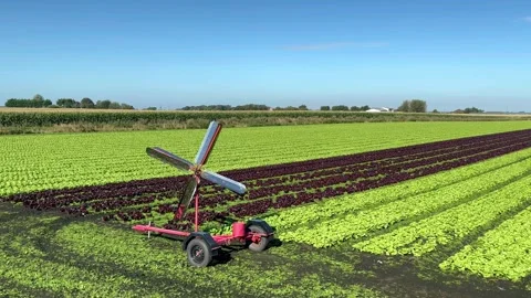 Tarleton UK. 2024 Sep 17; Scatterbird gas bird scarer in lettuce field. Stock Footage 284838237