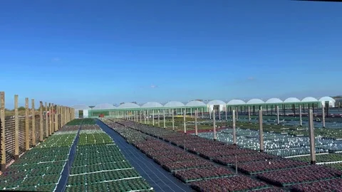 Tarleton, UK. 2025 April, 02; Bedding plant nursery rows in Spring sunshine Stock Footage 305748649